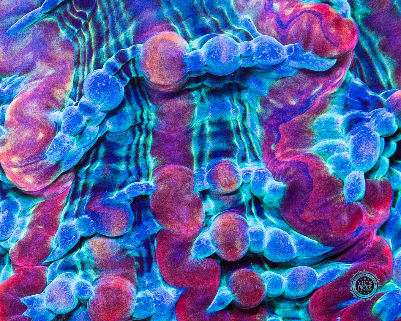 Kaleidoscope Indophyllia