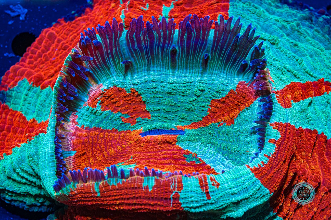 Soulfrost Acanthophyllia