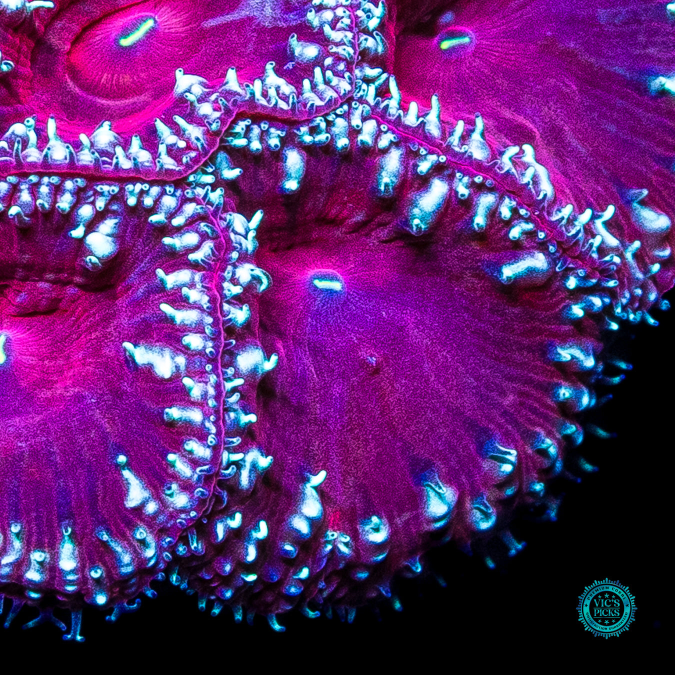 Candy Cane Lane Blastomussa