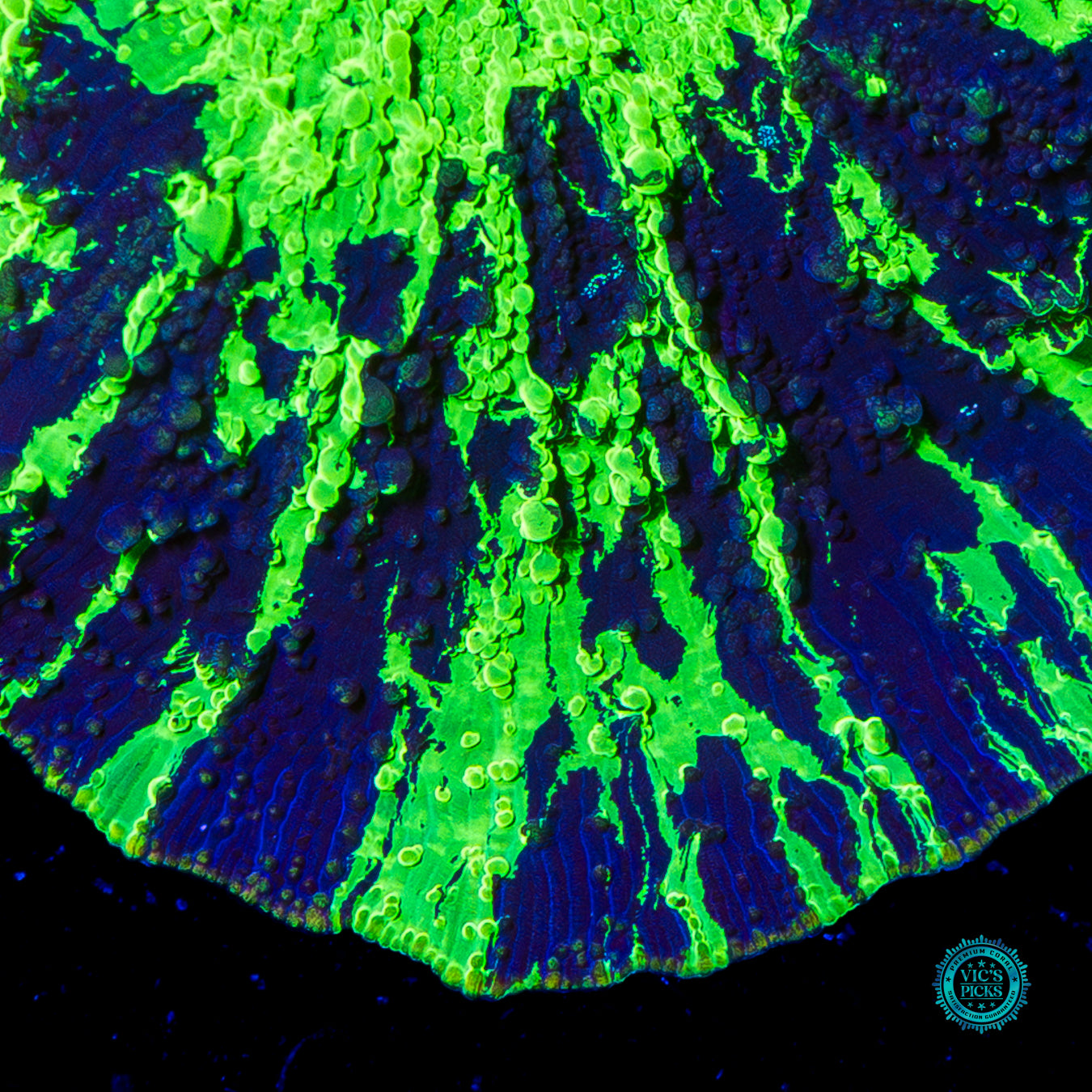 Toxic Kryptonite Jawbreaker Mushroom