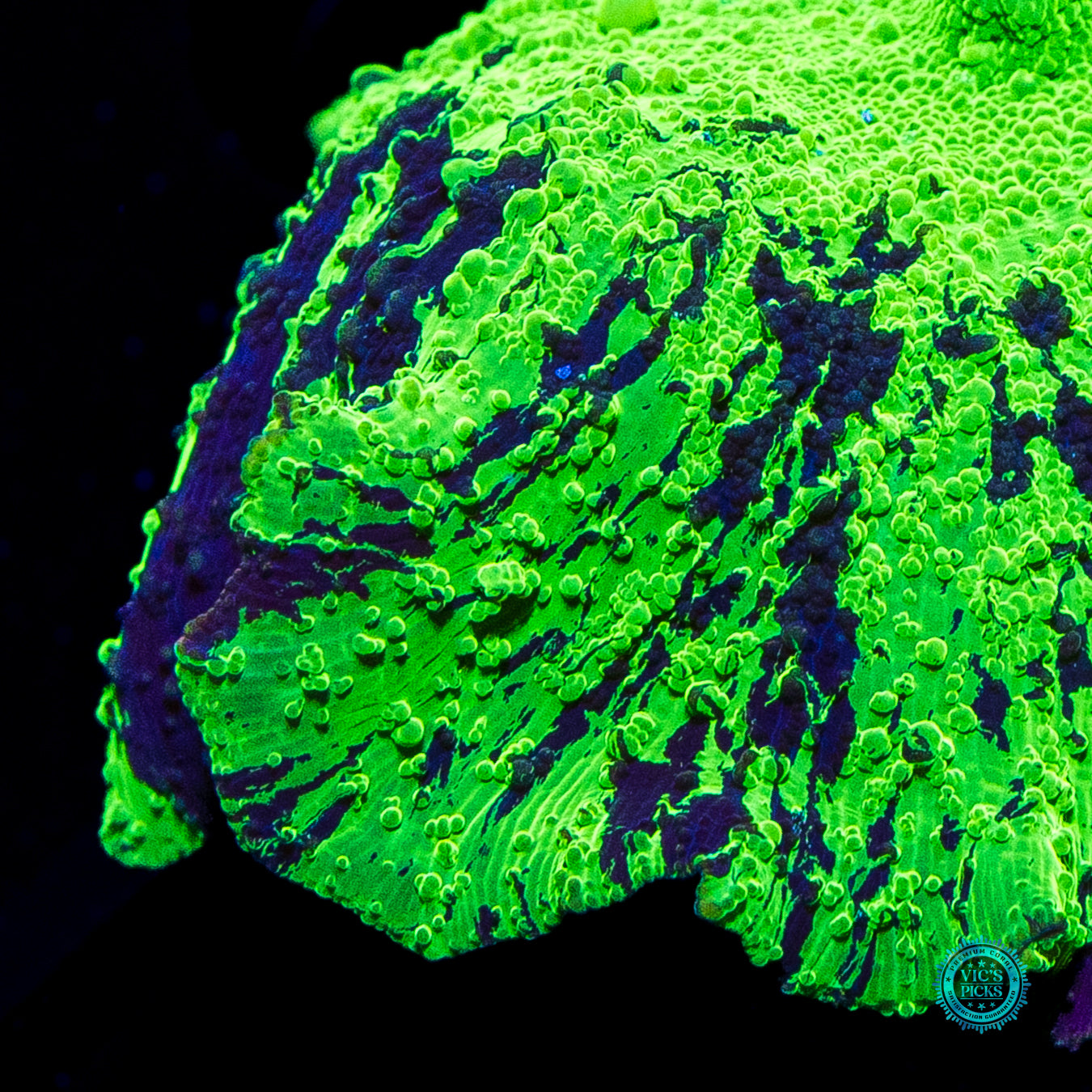 Toxic Kryptonite Jawbreaker Mushroom