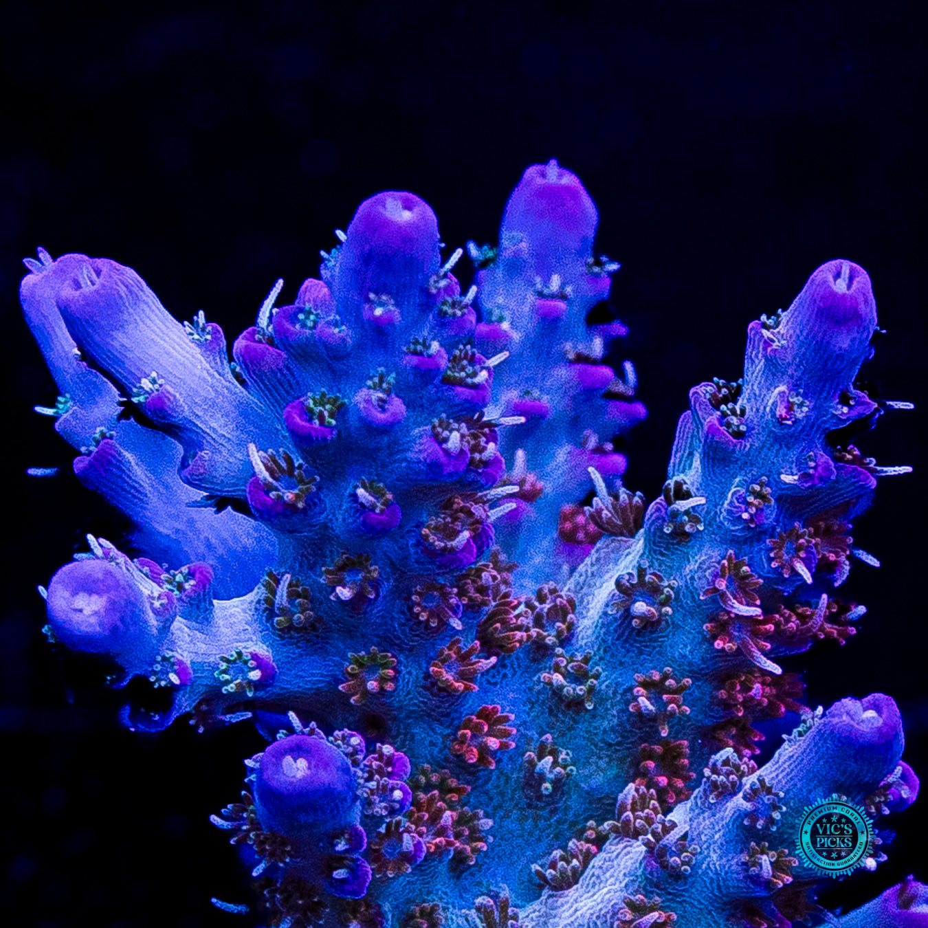WWC Peacemaker Acropora