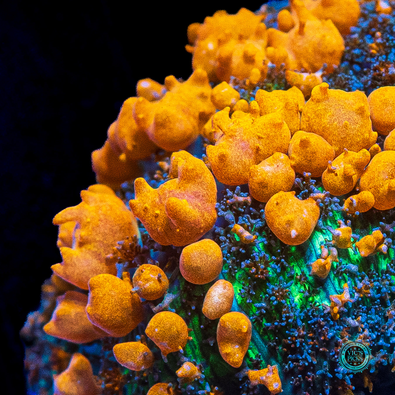WWC Sunkist Bounce Mushroom