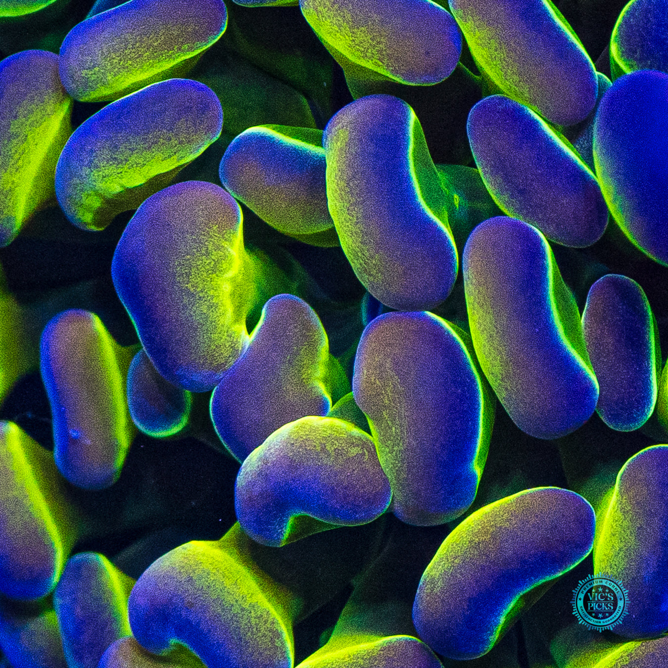 Holy Grail Branching Hammer