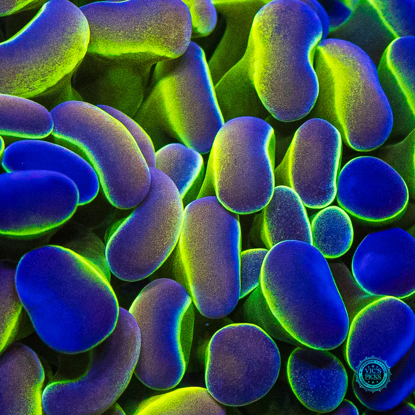 Holy Grail Branching Hammer