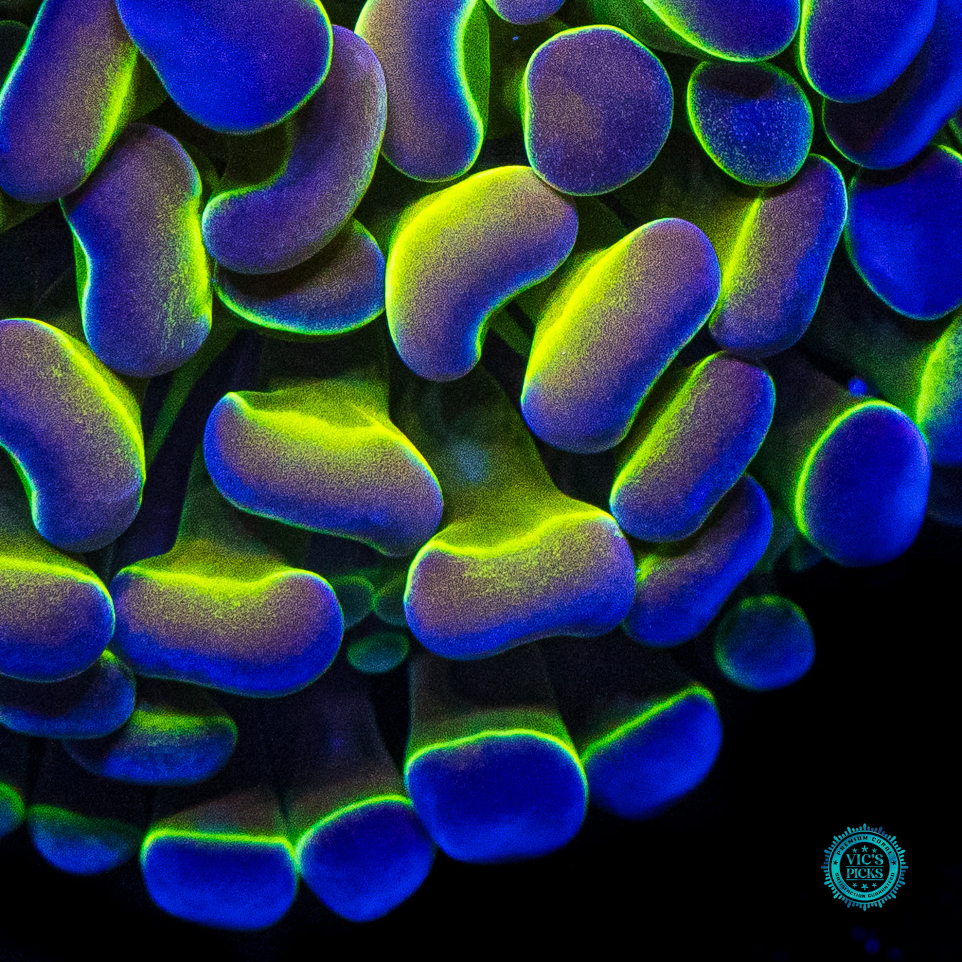 Holy Grail Branching Hammer