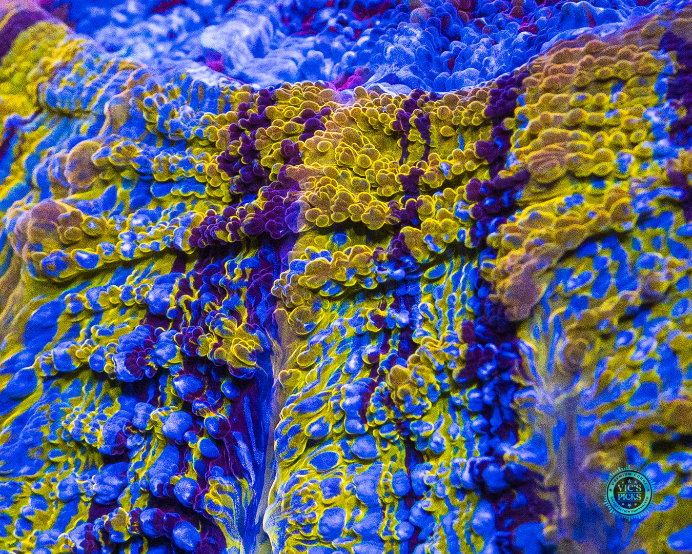 Purple Tiger Acanthophyllia