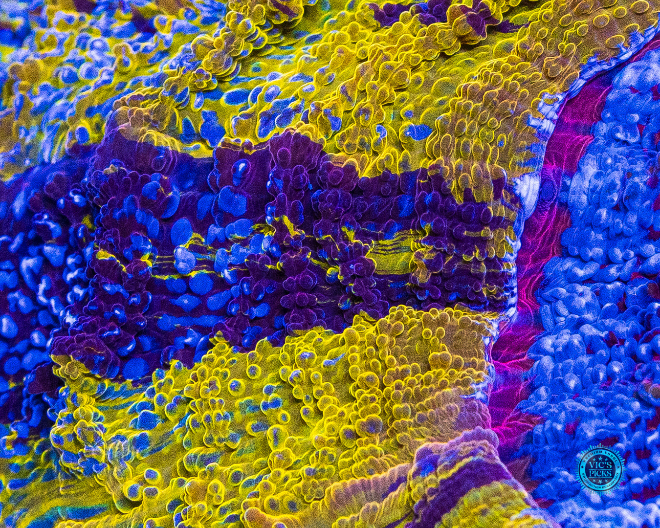 Purple Tiger Acanthophyllia