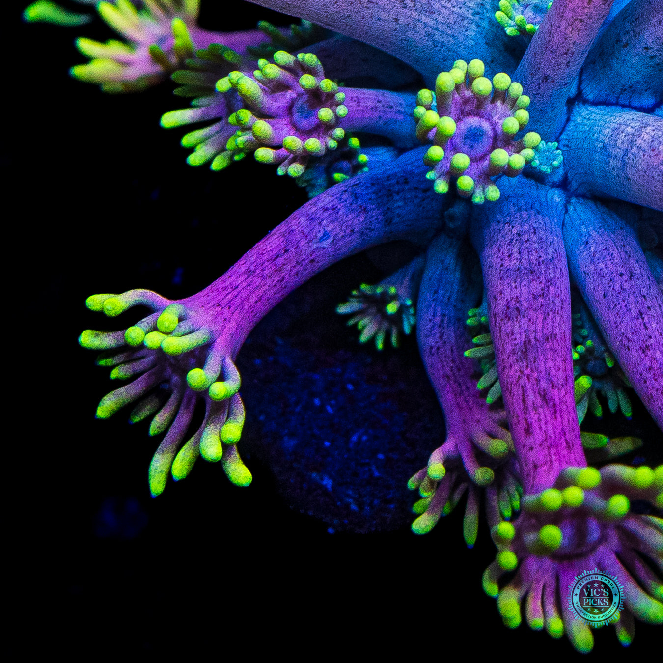 WWC Hail Hydra Goniopora