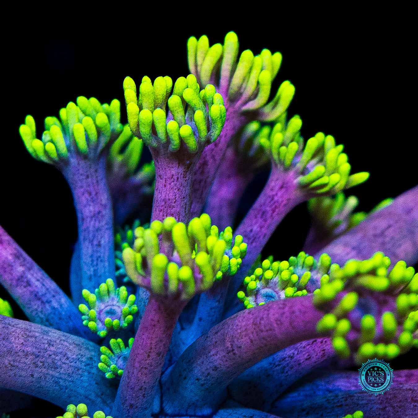 WWC Hail Hydra Goniopora