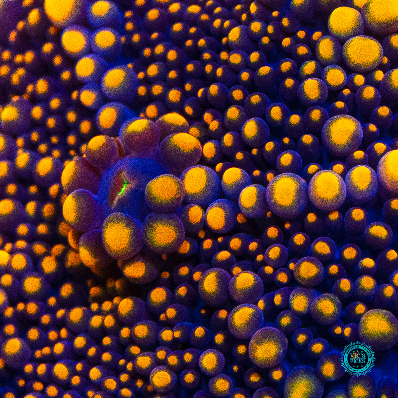 Golden Orb Yuma Mushroom