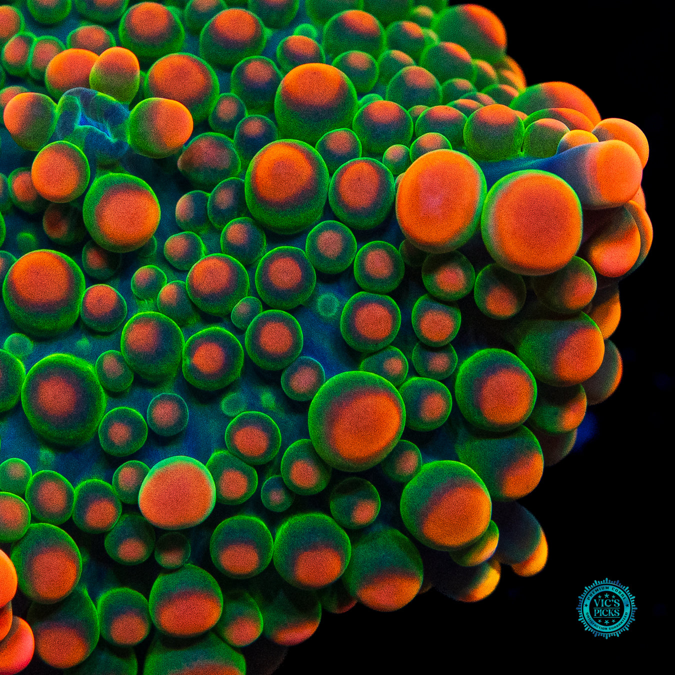 Fire Flower Yuma Mushroom