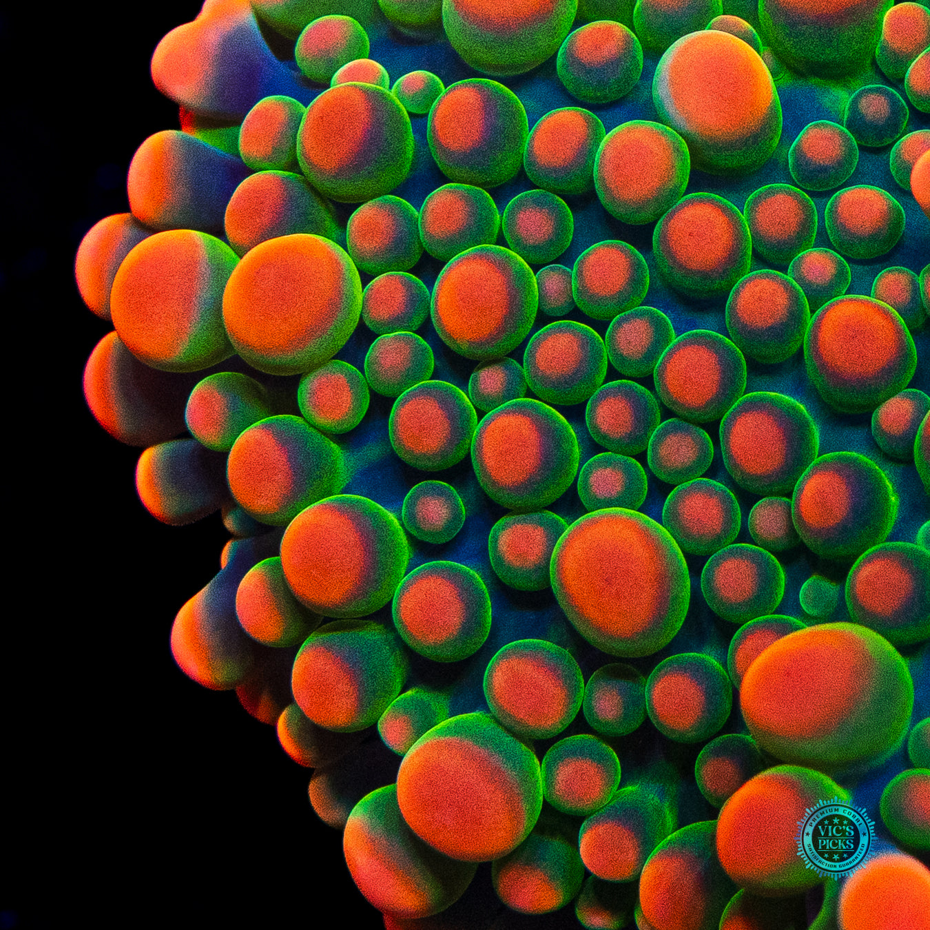 Fire Flower Yuma Mushroom