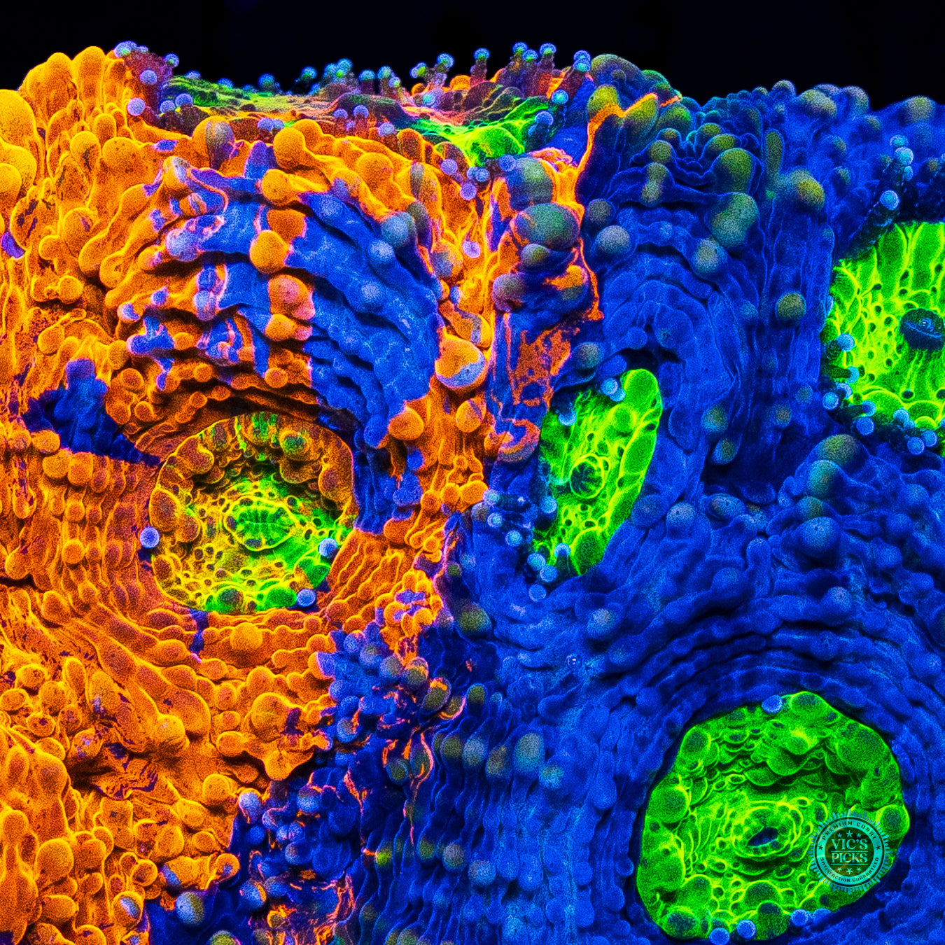 WWC Mango Tango Echinata