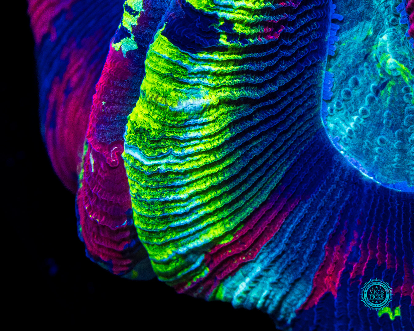 XL Paint Splatter Trachyphyllia