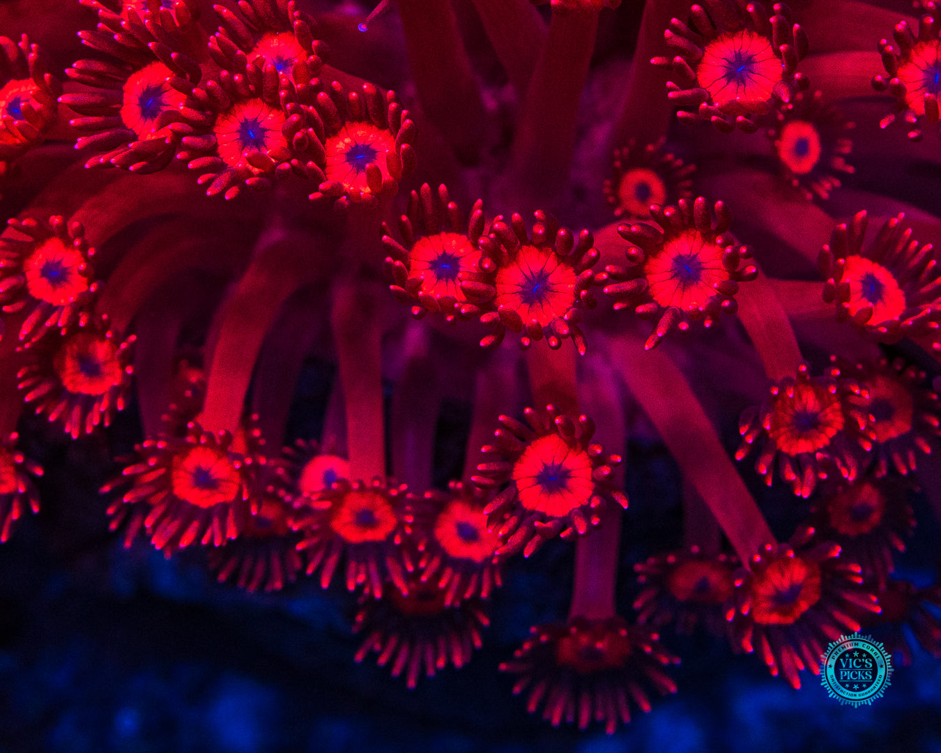 Ragin Rojo Goniopora