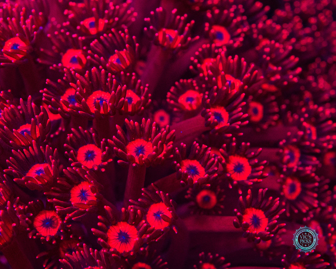 Ragin Rojo Goniopora