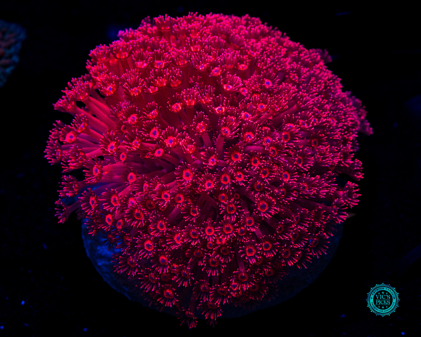 Ragin Rojo Goniopora