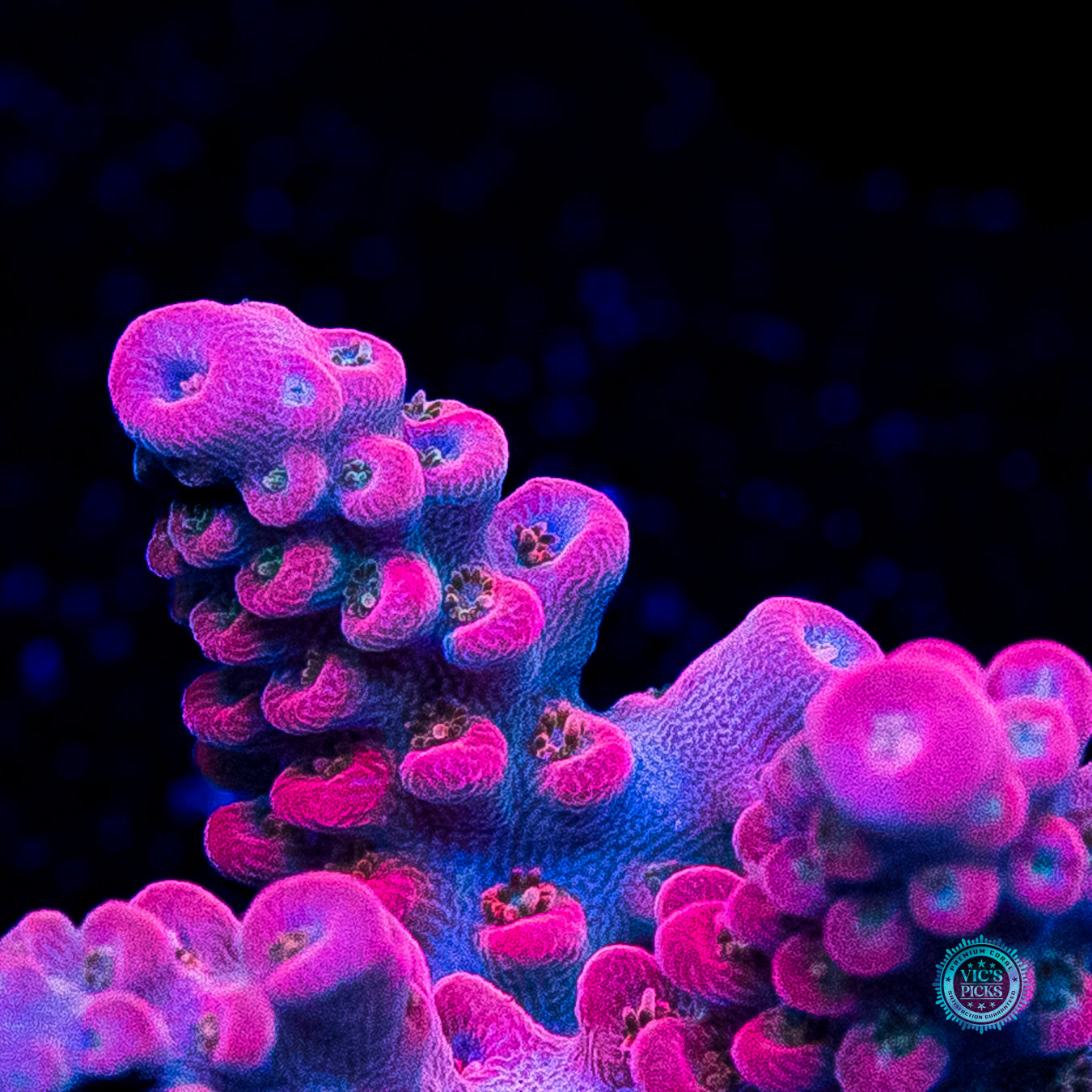 WWC Pantera Rosa Acropora