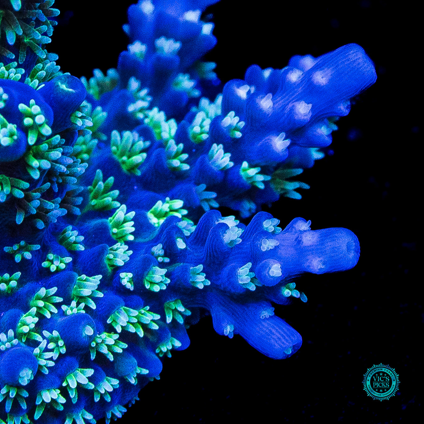 Zimmerman's Blue Horrida Acropora