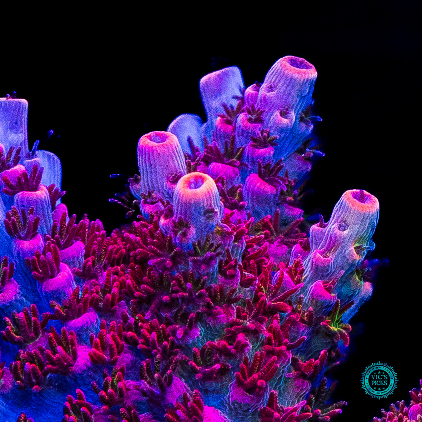 WWC Man of Steel Acropora