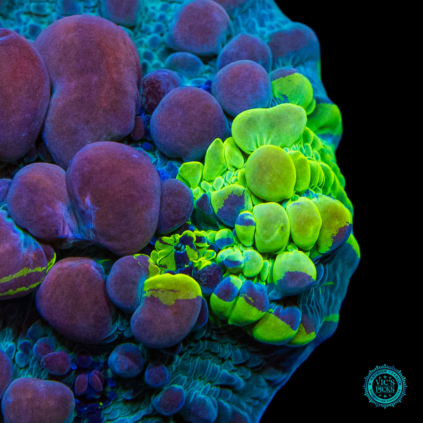 WWC Cosmic Candy Bounce Chalice