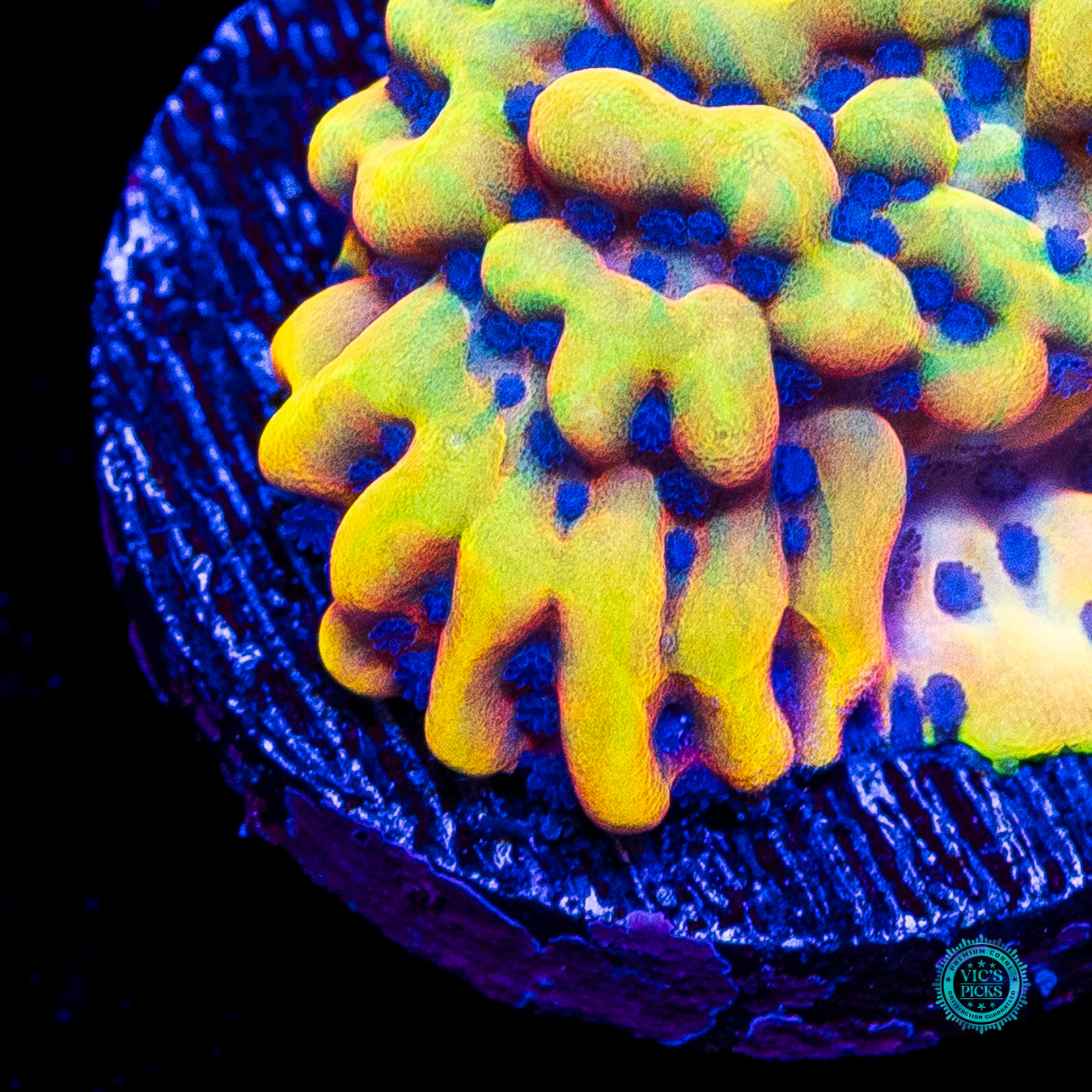 RR Crazy T Montipora
