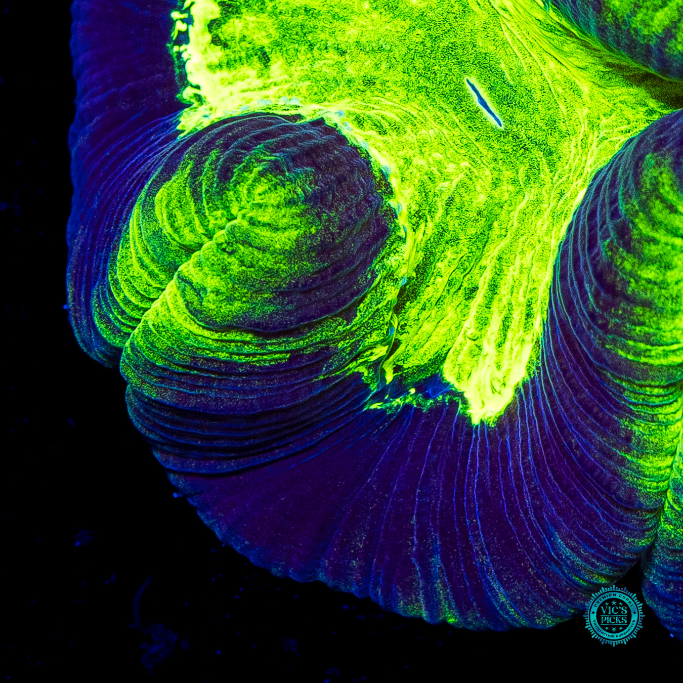Toxitron Trachyphyllia