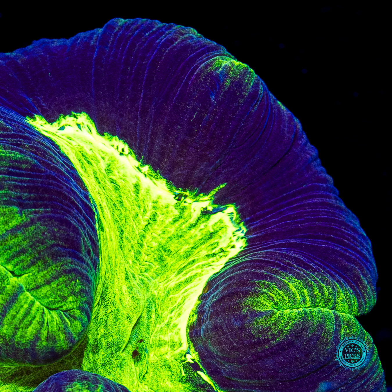 Toxitron Trachyphyllia