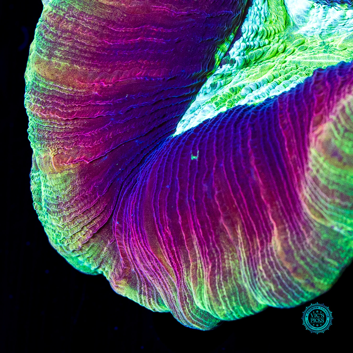 Tubular Trachyphyllia