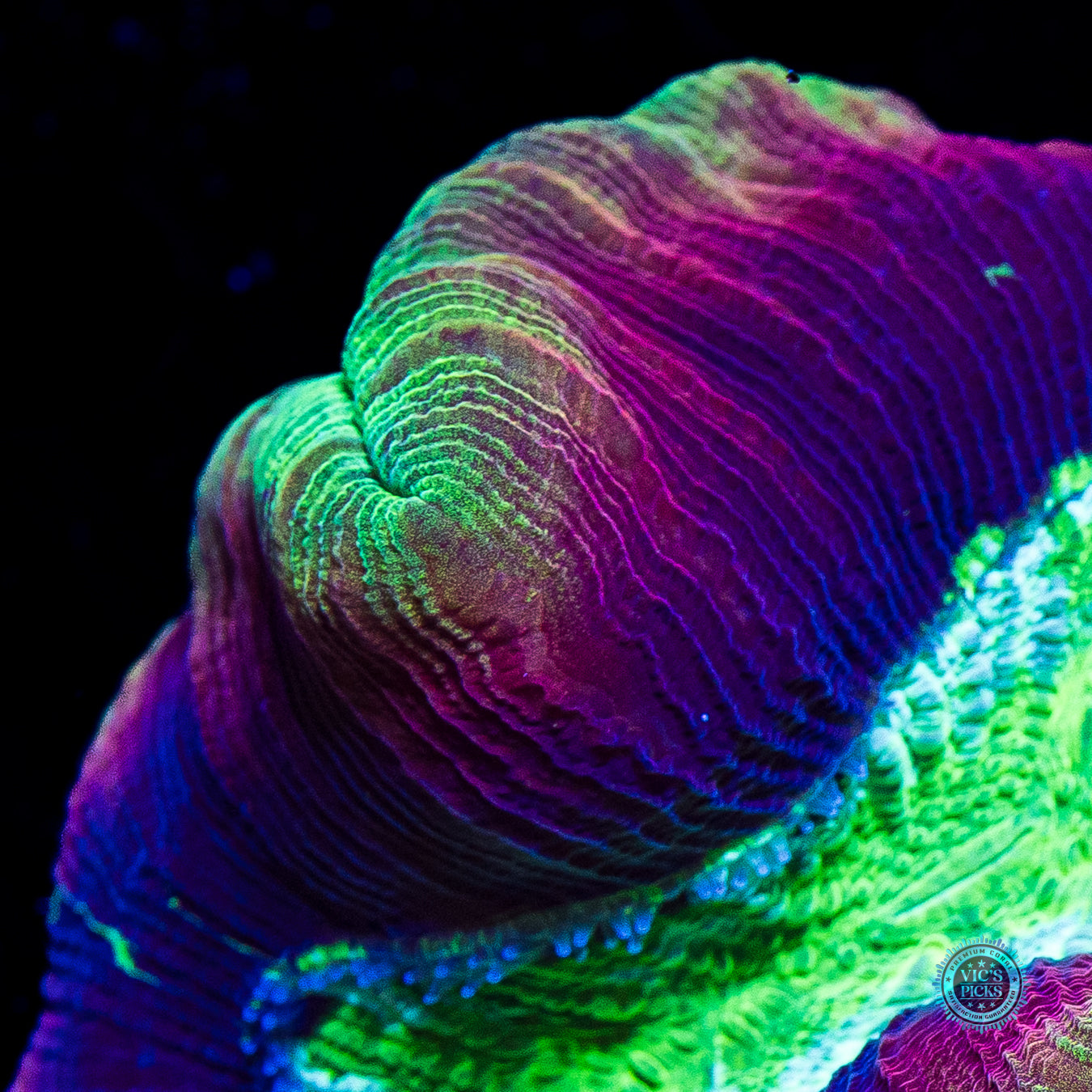 Tubular Trachyphyllia