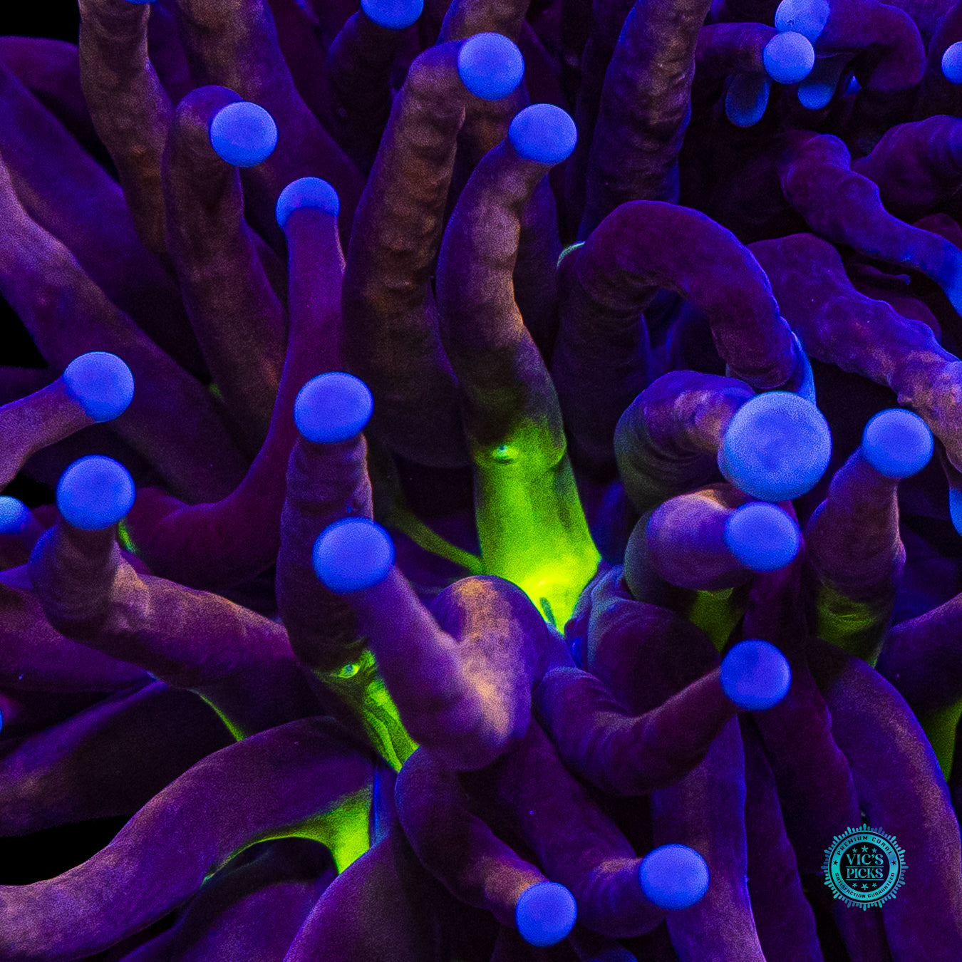 Hybrid Fel Flame Torch