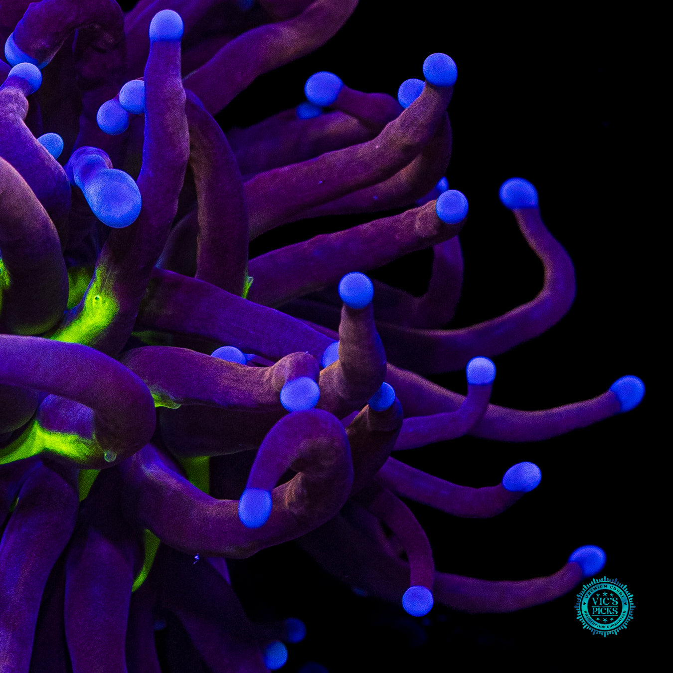 Hybrid Fel Flame Torch