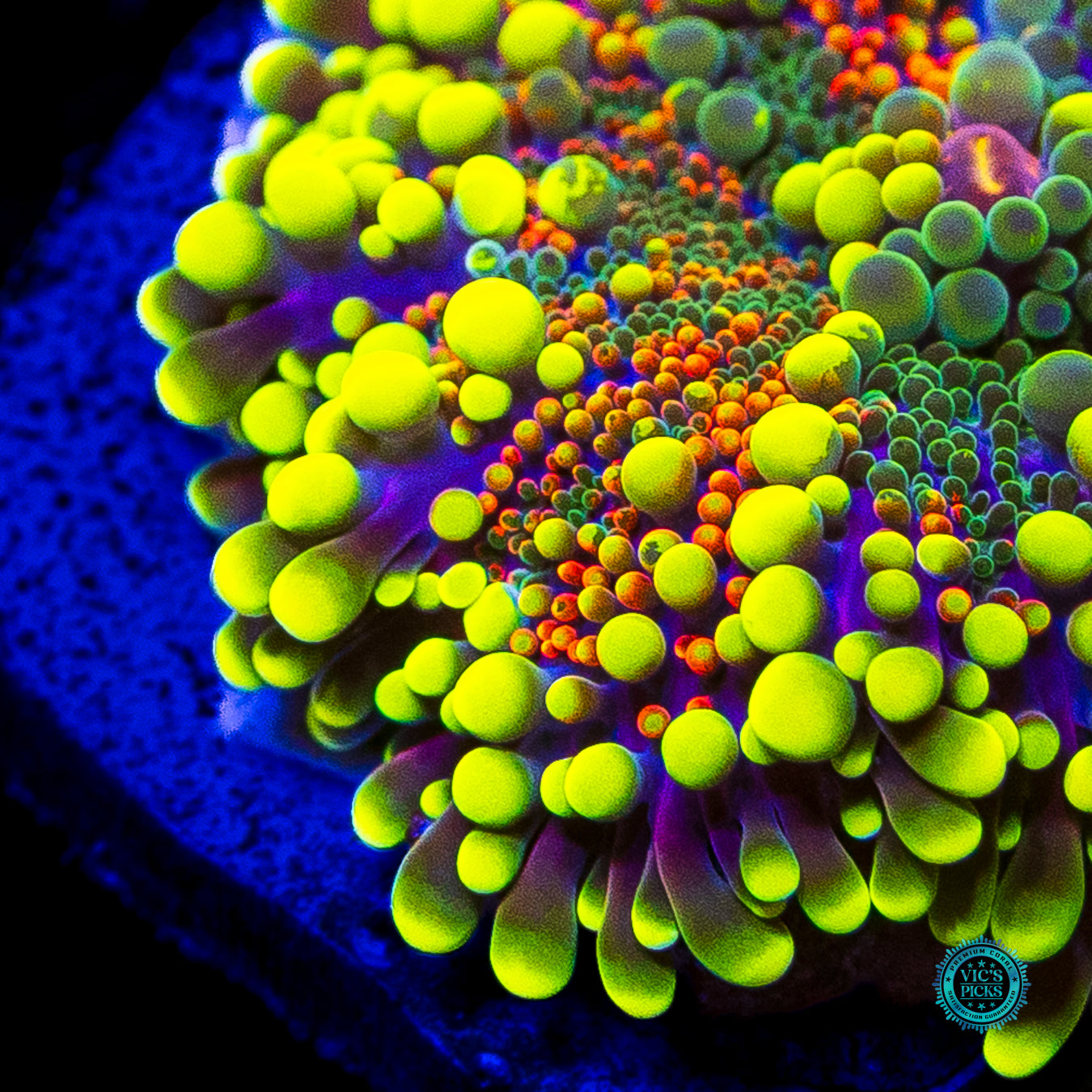 Scorching Hot Yuma Mushroom