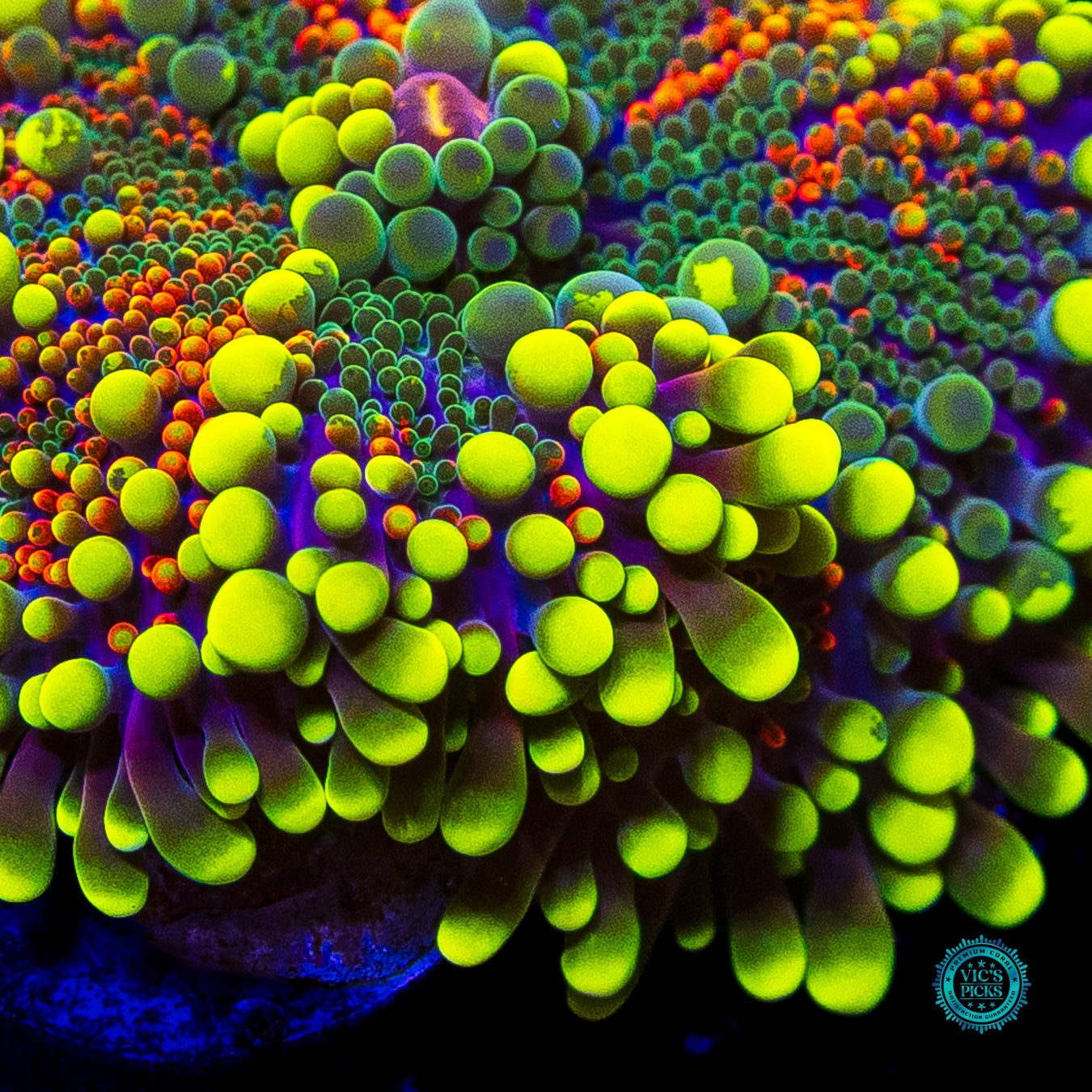Scorching Hot Yuma Mushroom