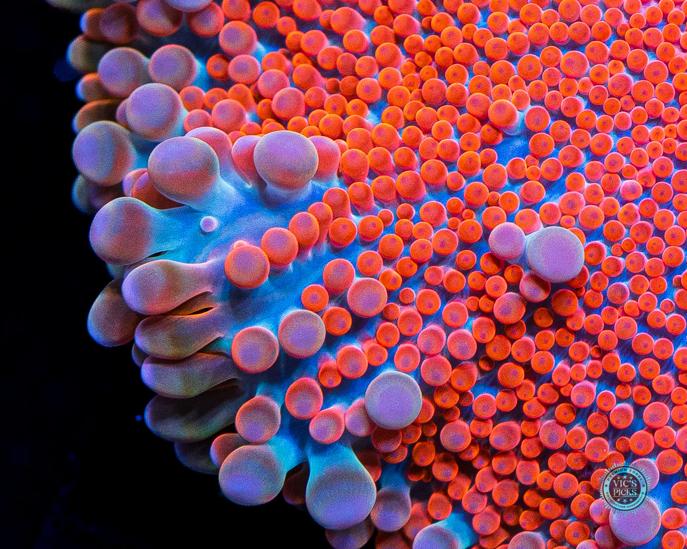 HUGE Groovy Grapefruit Yuma Mushroom