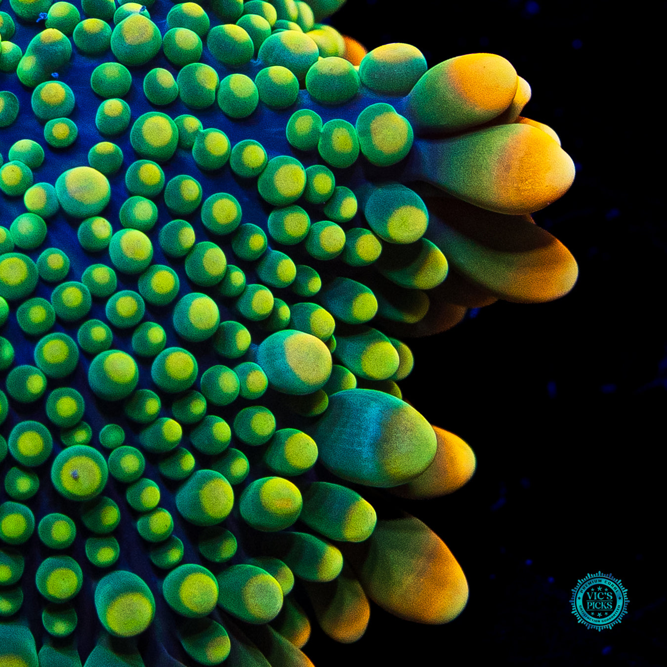 Pirate's Plunder Yuma Mushroom