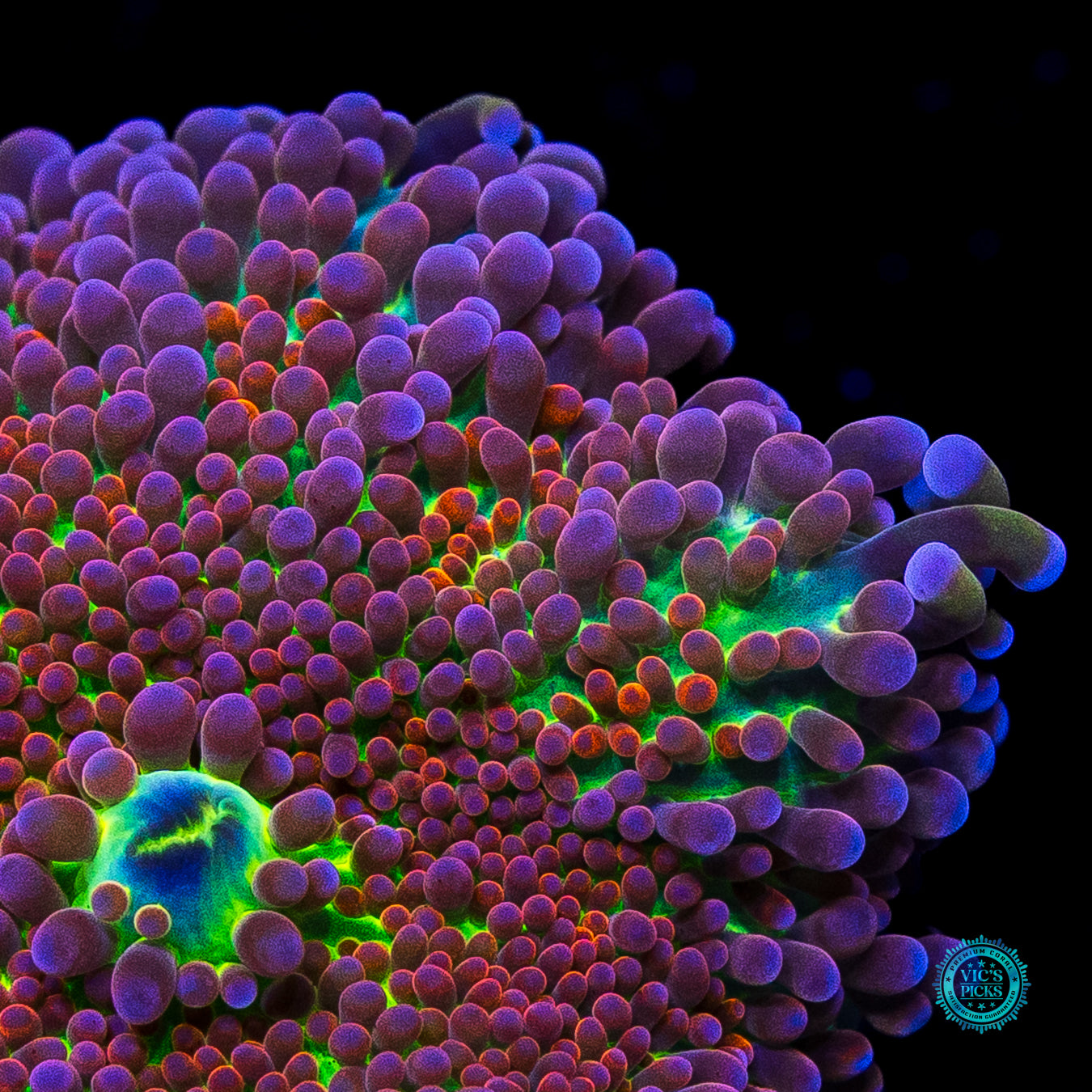 Stormrage Yuma Mushroom