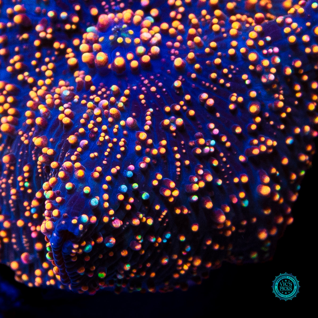 Interstellar Disco Mushroom