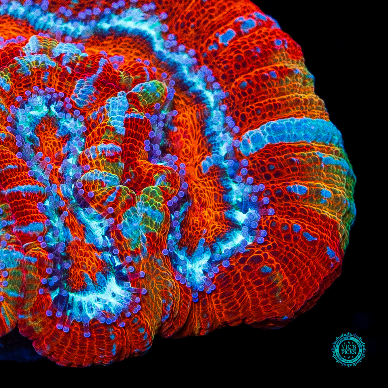 Tiger's Fury Symphyllia Wilsoni