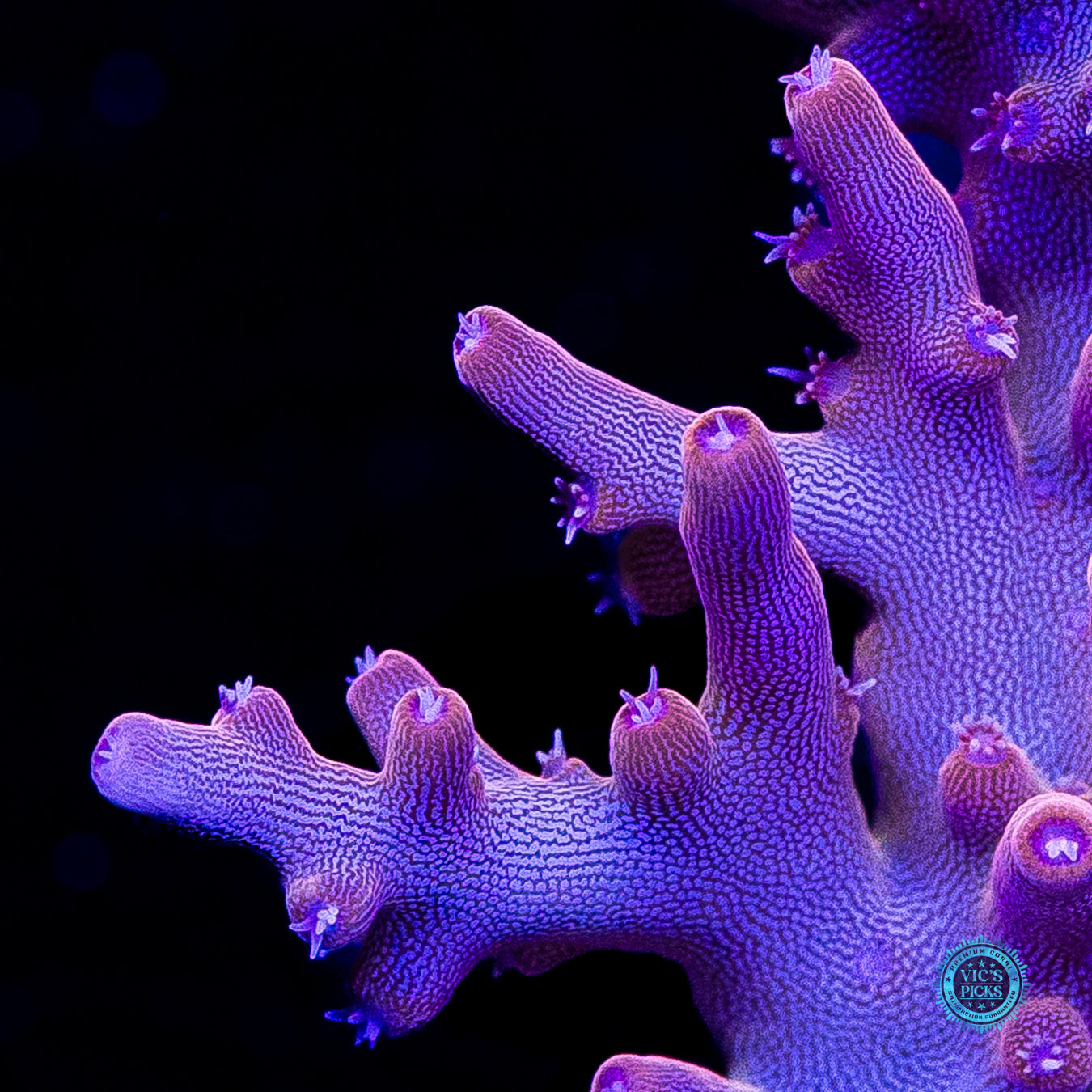POTO Golden Dragon Acropora