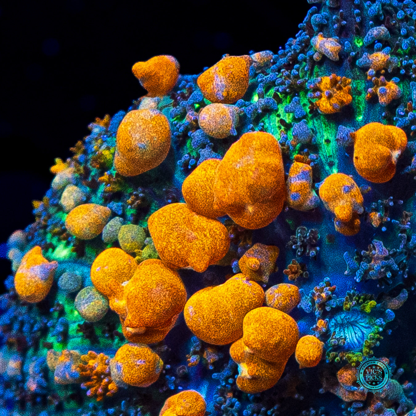 WWC Sunkist Bounce Mushroom