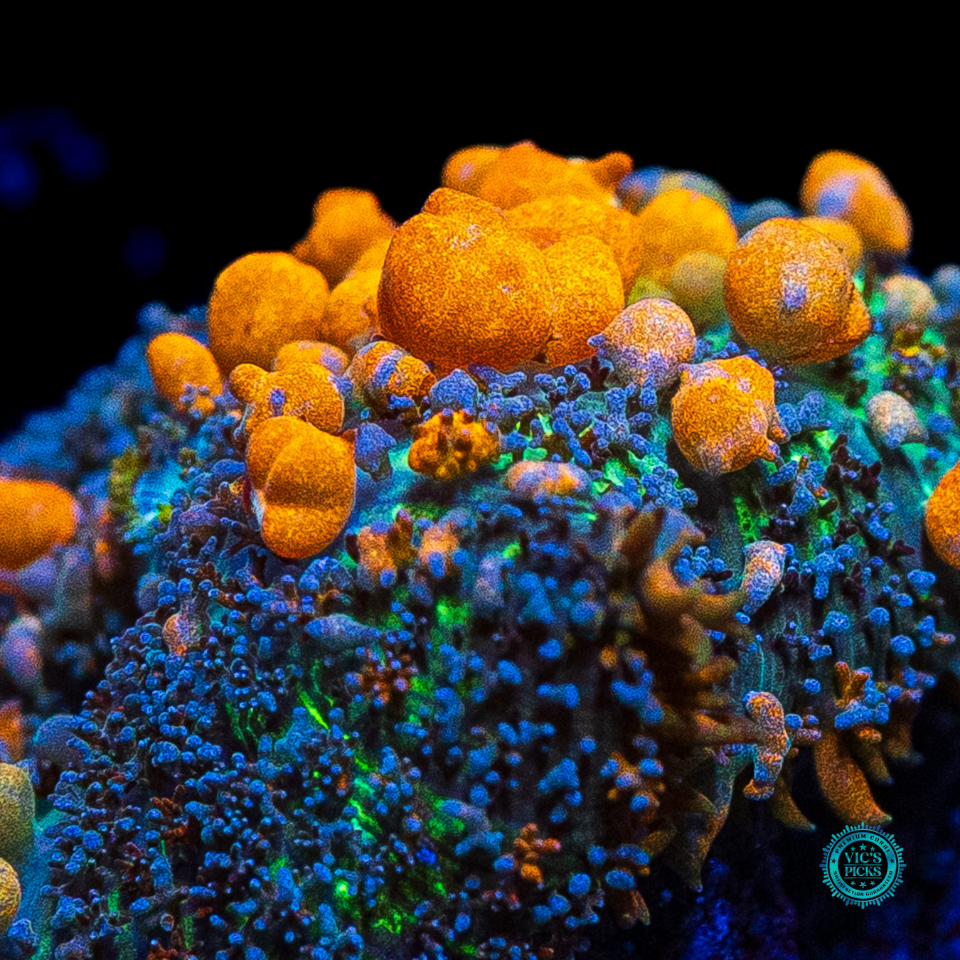 WWC Sunkist Bounce Mushroom