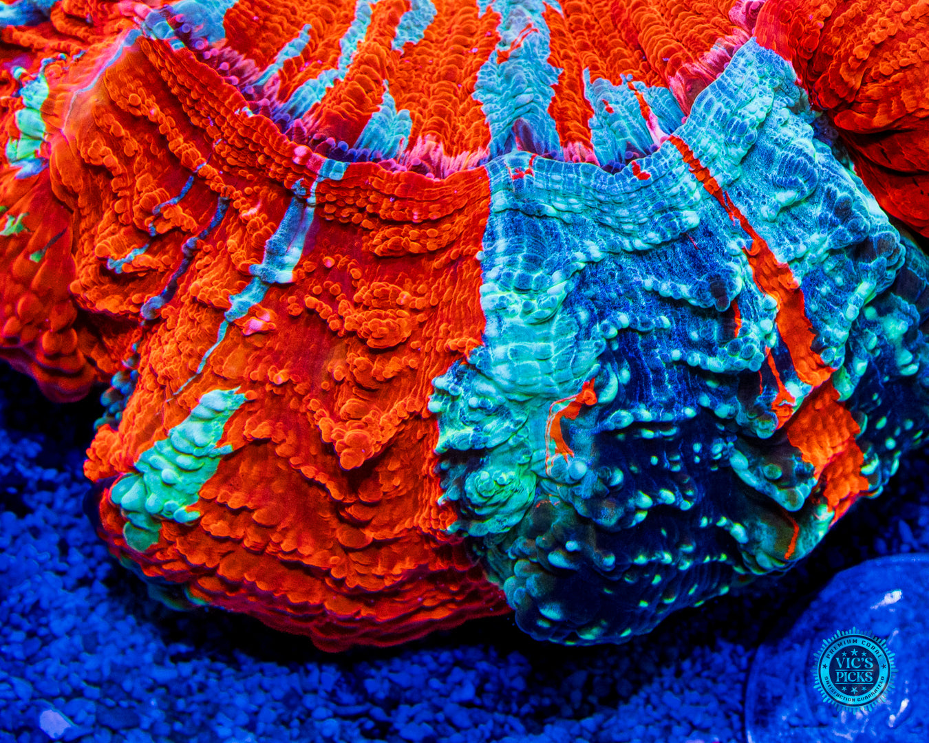 God of Fire Acanthophyllia