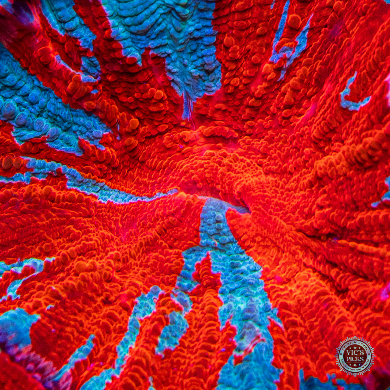 God of Fire Acanthophyllia