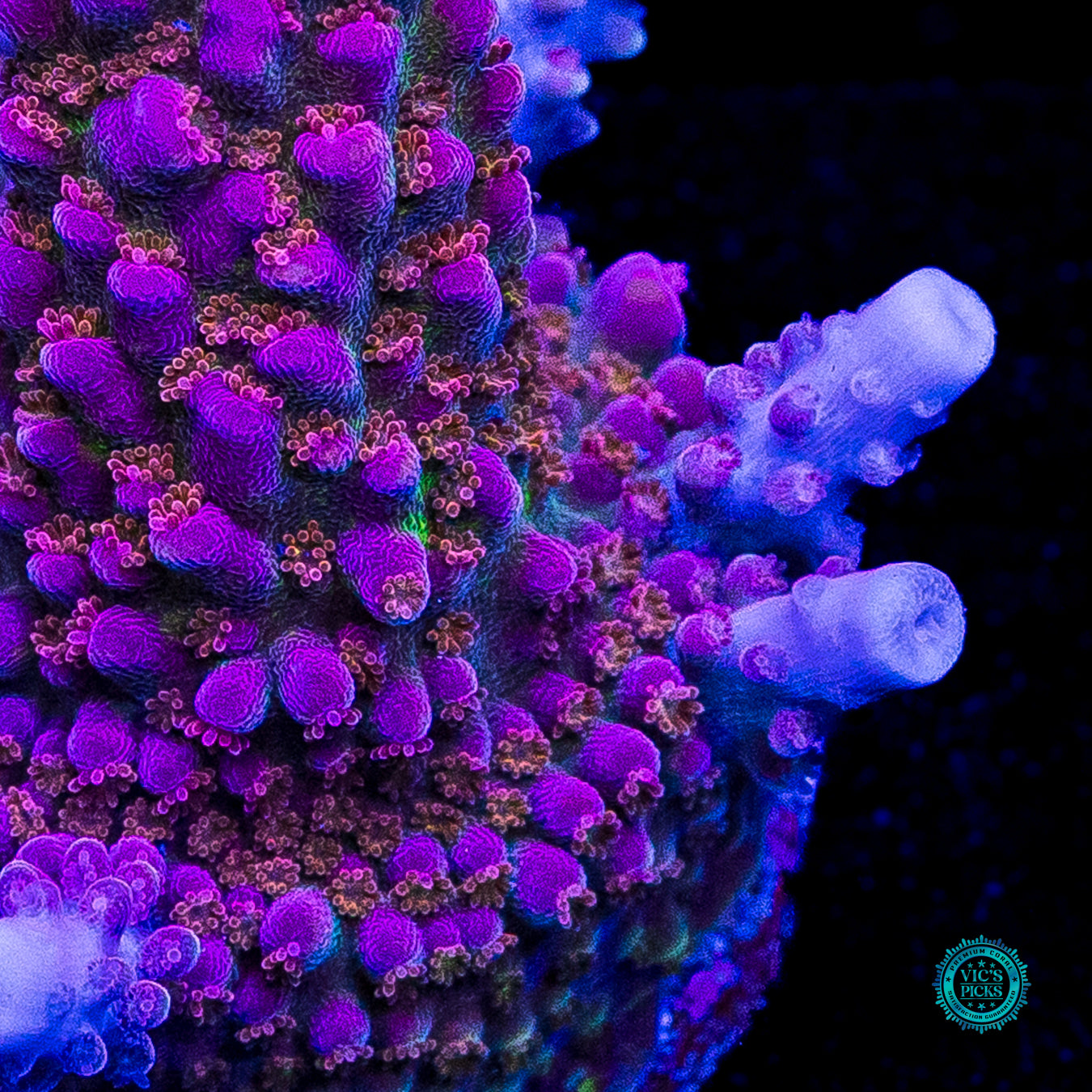 WWC Dreamweaver Acropora