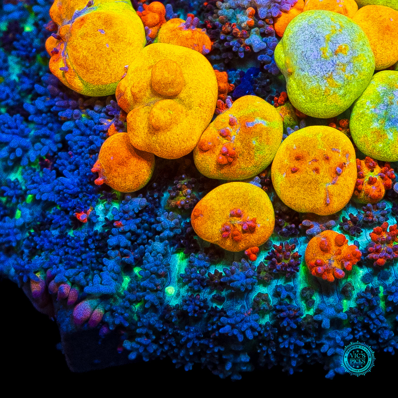WWC OG Bounce Mushroom