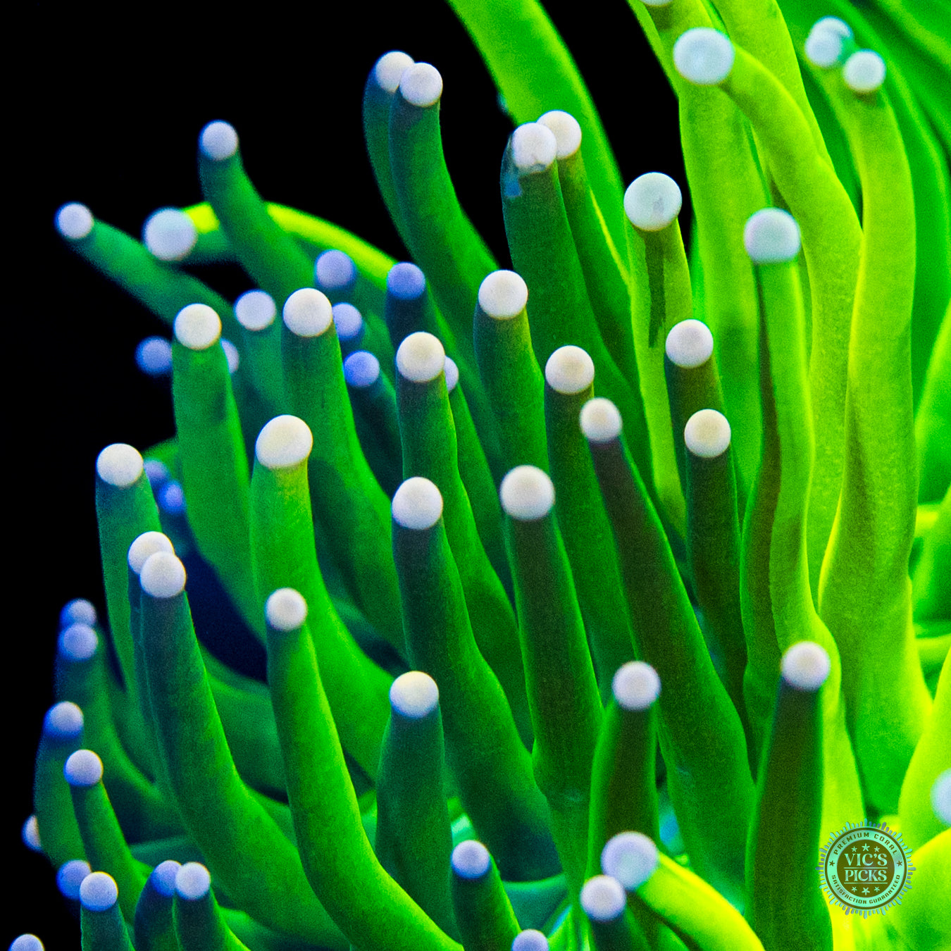 Grafted Jade Serpent x Cotton Candy Torch