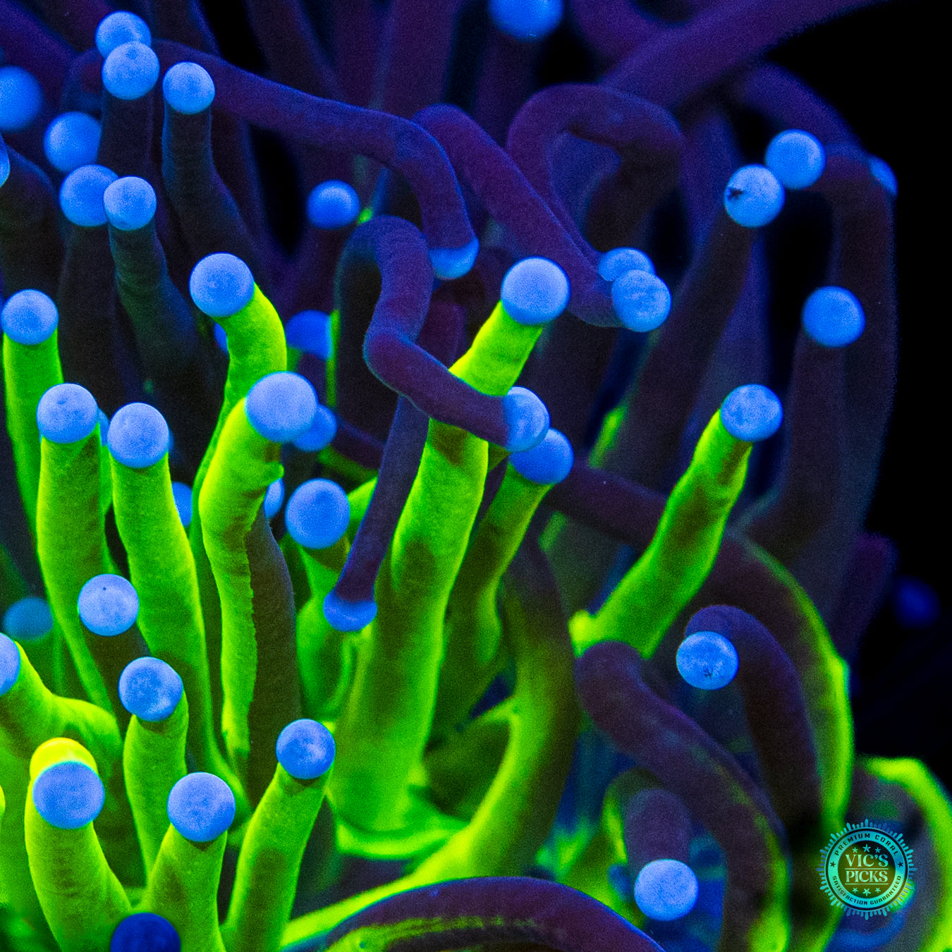 Grafted Star Trail x Blue Tipped Neon Torch