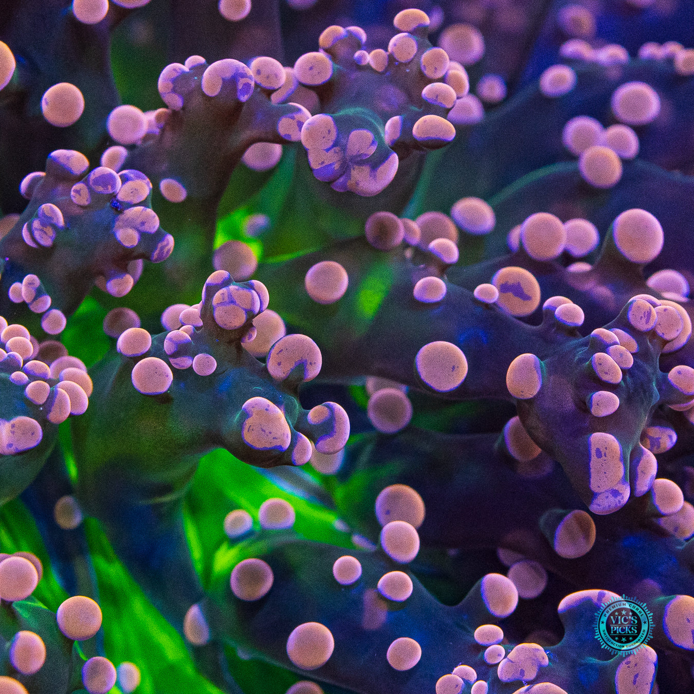 XXL Pink Dreamz Branching Frogspawn